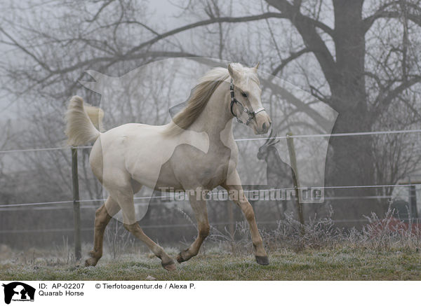 Quarab Horse / AP-02207