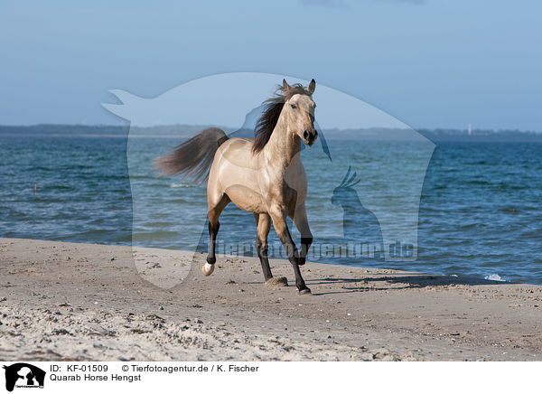 Quarab Horse Hengst / Quarab Horse stallion / KF-01509