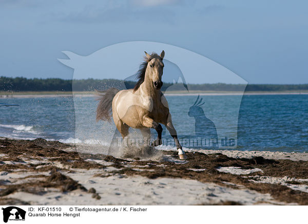 Quarab Horse Hengst / Quarab Horse stallion / KF-01510