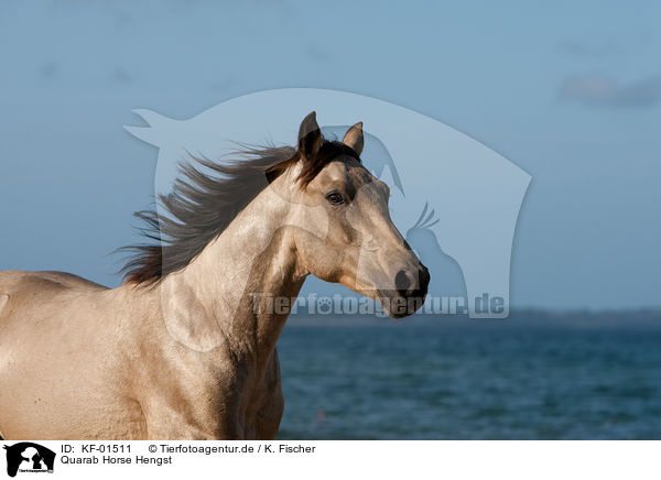 Quarab Horse Hengst / Quarab Horse stallion / KF-01511
