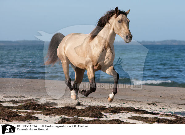 Quarab Horse Hengst / Quarab Horse stallion / KF-01514