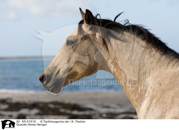 Quarab Horse Hengst / Quarab Horse stallion / KF-01519