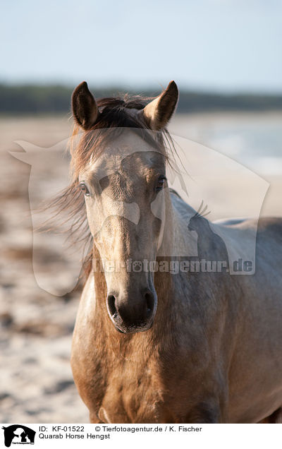 Quarab Horse Hengst / Quarab Horse stallion / KF-01522