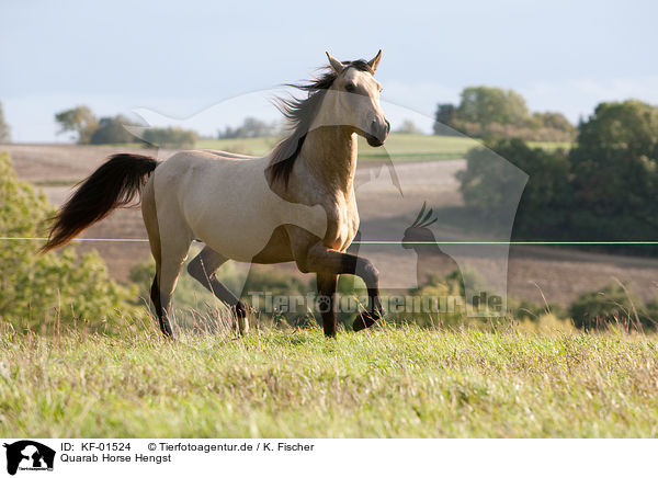 Quarab Horse Hengst / Quarab Horse stallion / KF-01524