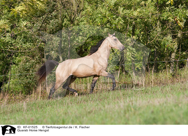 Quarab Horse Hengst / Quarab Horse stallion / KF-01525