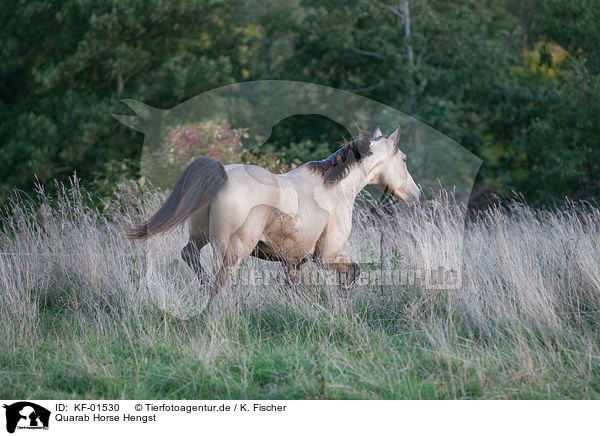 Quarab Horse Hengst / Quarab Horse stallion / KF-01530