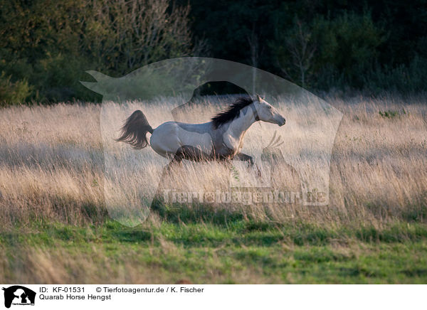 Quarab Horse Hengst / Quarab Horse stallion / KF-01531