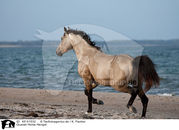 Quarab Horse Hengst / Quarab Horse stallion / KF-01532