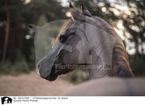 Quarab Horse Portrait / DS-01309