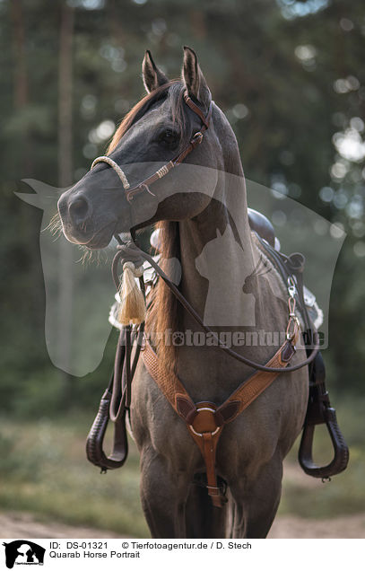 Quarab Horse Portrait / DS-01321