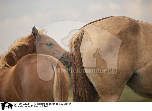 Quarab Horse Fohlen mit Ball / Quarab Horse faol with ball / JM-22224