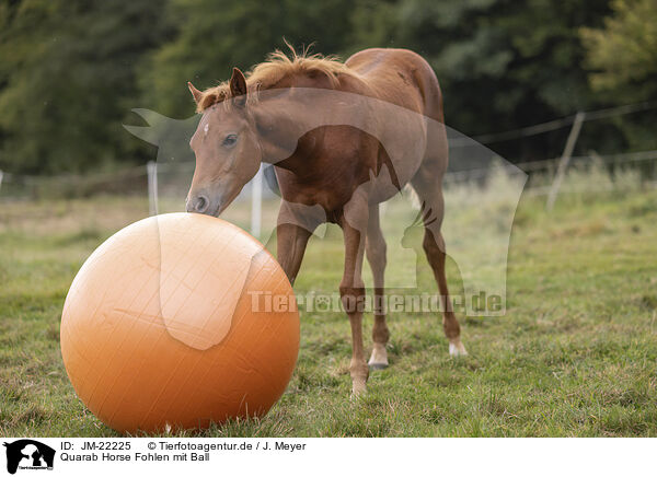 Quarab Horse Fohlen mit Ball / Quarab Horse faol with ball / JM-22225