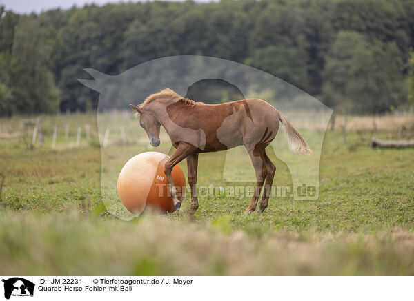 Quarab Horse Fohlen mit Ball / Quarab Horse faol with ball / JM-22231