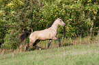 Quarab Horse Hengst