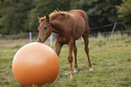 Quarab Horse Fohlen mit Ball