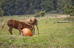 Quarab Horse Fohlen mit Ball