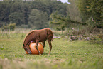 Quarab Horse Fohlen mit Ball