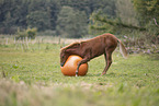 Quarab Horse Fohlen mit Ball