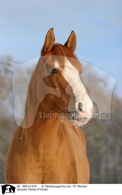 Quarter Horse Portrait / Quarter Horse Portrait / RR-01230