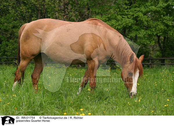 grasendes Quarter Horse / RR-01754
