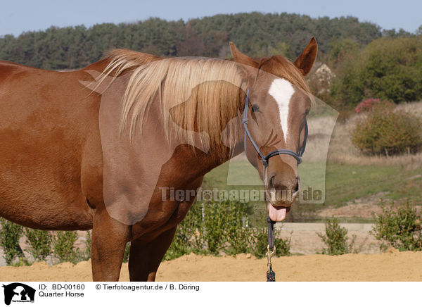 Quarter Horse / Quarter Horse / BD-00160