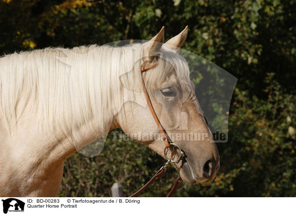 Quarter Horse Portrait / BD-00283