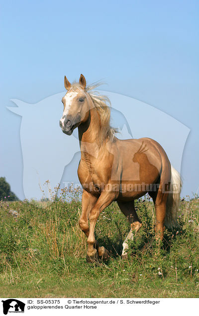 galoppierendes Quarter Horse / running Quarter Horse / SS-05375