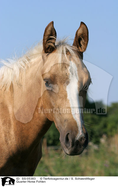 Quarter Horse Fohlen / Quarter Horse Foal / SS-05383