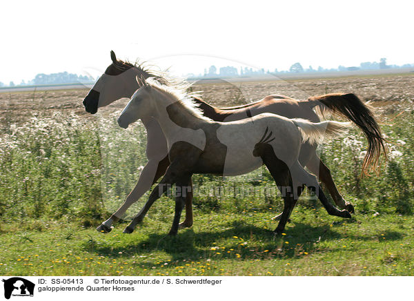 galoppierende Quarter Horses / galloping Quarter Horses / SS-05413
