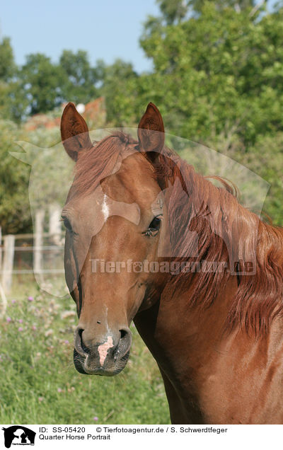 Quarter Horse Portrait / SS-05420