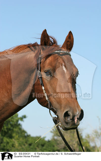 Quarter Horse Portrait / Quarter Horse Portrait / SS-05431