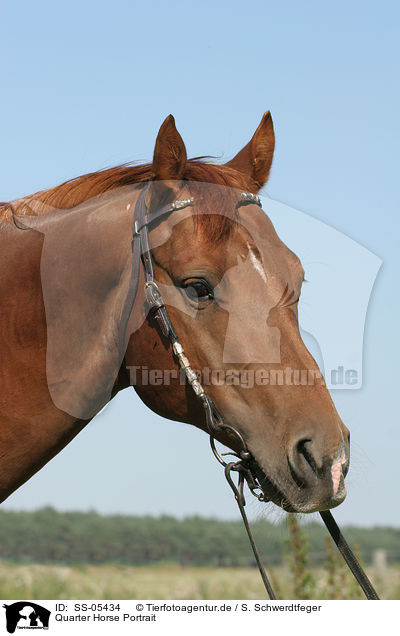 Quarter Horse Portrait / SS-05434