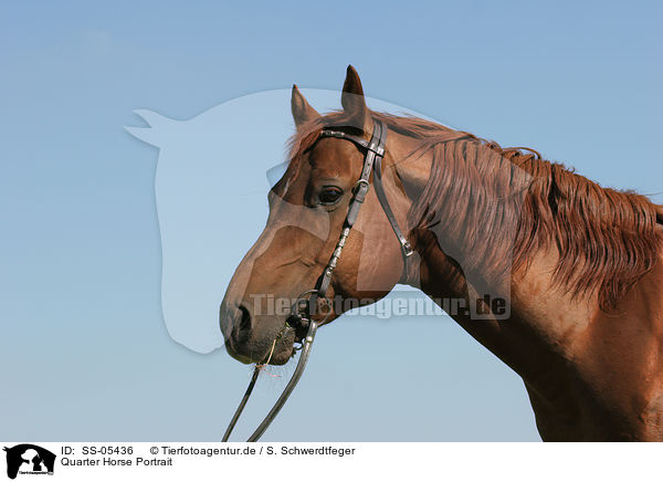 Quarter Horse Portrait / Quarter Horse Portrait / SS-05436
