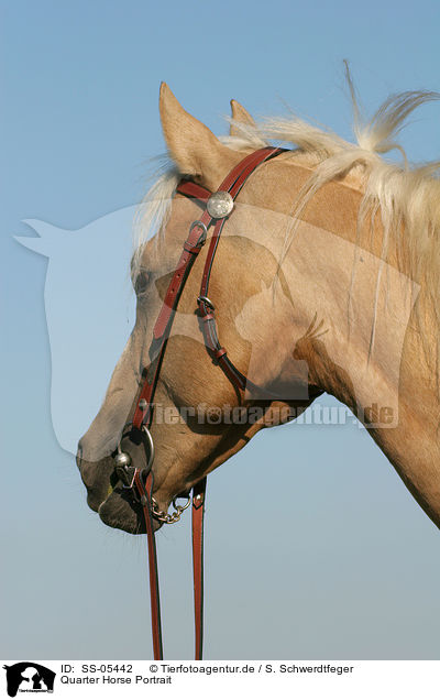 Quarter Horse Portrait / SS-05442