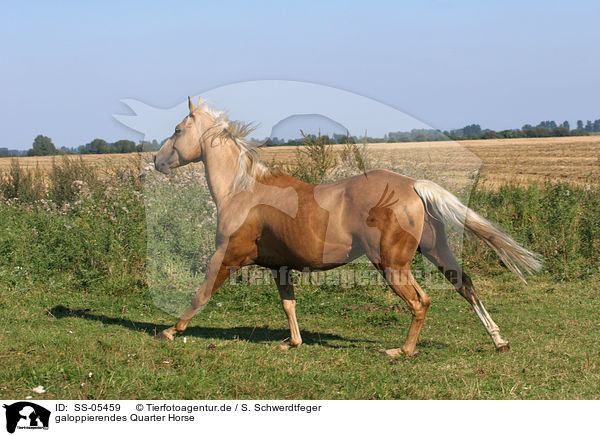 galoppierendes Quarter Horse / running Quarter Horse / SS-05459