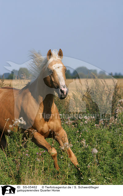 galoppierendes Quarter Horse / running Quarter Horse / SS-05462