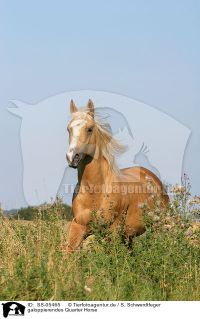 galoppierendes Quarter Horse / running Quarter Horse / SS-05465