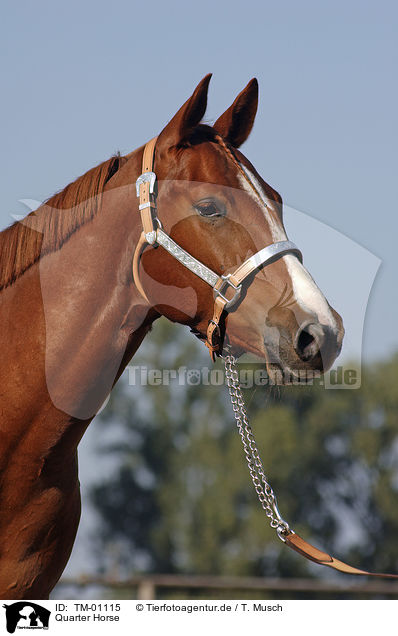 Quarter Horse / Quarter Horse / TM-01115