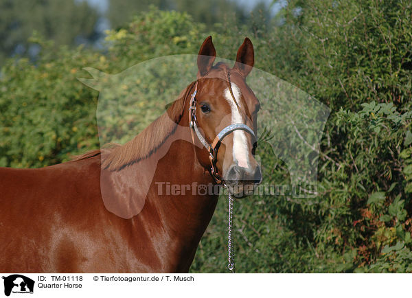 Quarter Horse / Quarter Horse / TM-01118