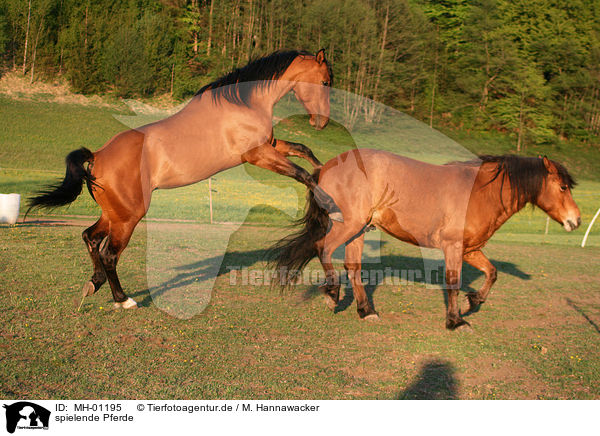 spielende Pferde / playing horses / MH-01195