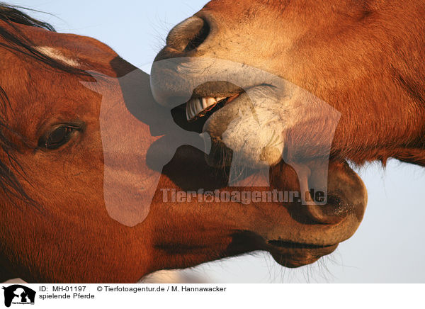 spielende Pferde / playing horses / MH-01197