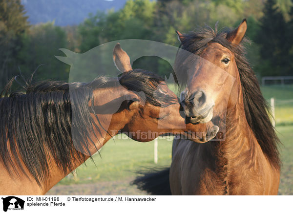 spielende Pferde / playing horses / MH-01198