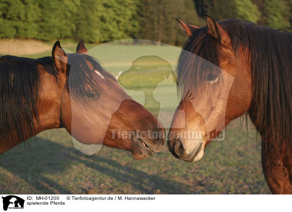 spielende Pferde / playing horses / MH-01200