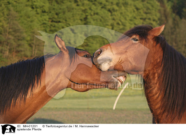 spielende Pferde / playing horses / MH-01201