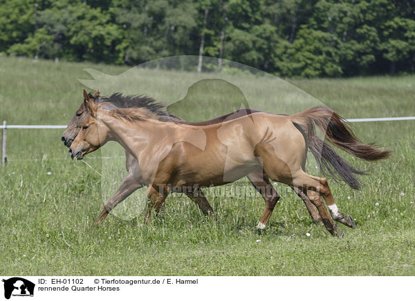 rennende Quarter Horses / EH-01102