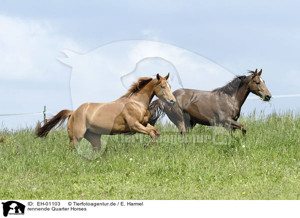 rennende Quarter Horses / EH-01103