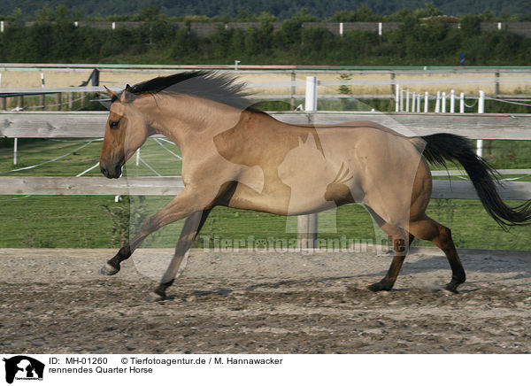 rennendes Quarter Horse / MH-01260
