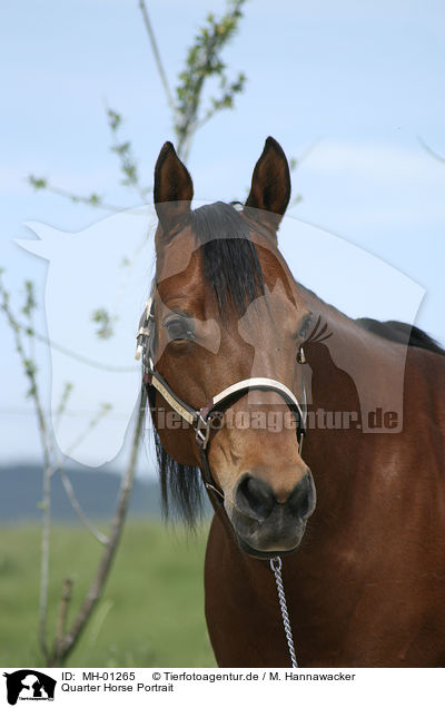 Quarter Horse Portrait / MH-01265