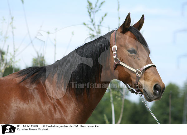 Quarter Horse Portrait / MH-01269