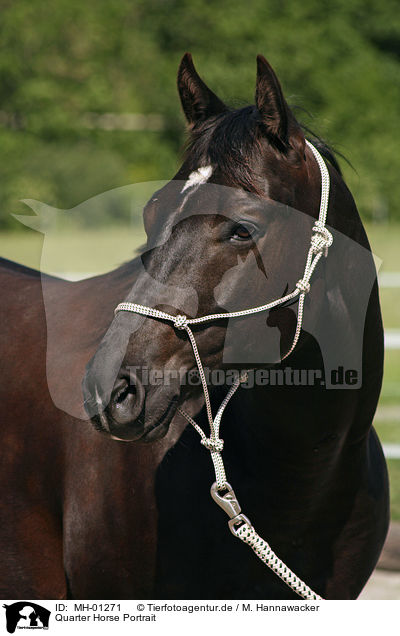 Quarter Horse Portrait / MH-01271